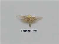 藏品(細豹斑蠹蛾)的圖片